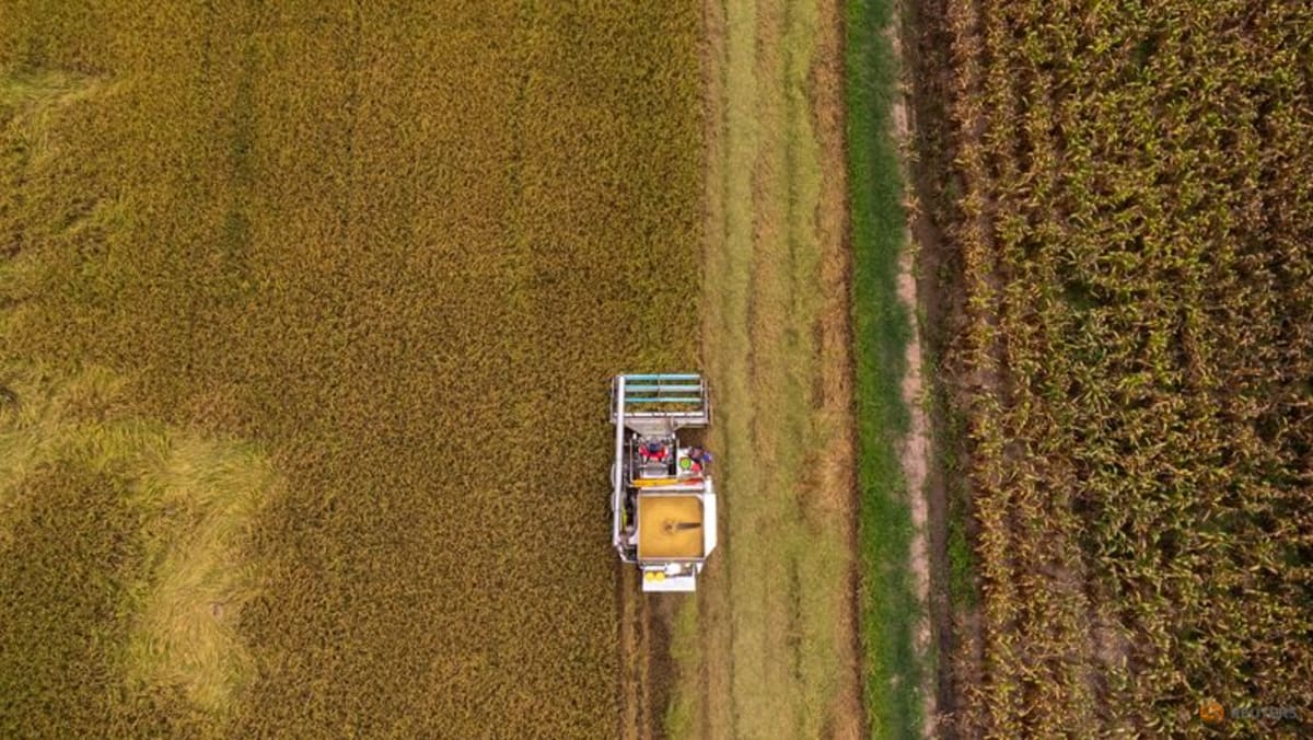 ASEAN nations to prioritise members’ rice needs: Report ASEAN nations to prioritise members’ rice needs: Report