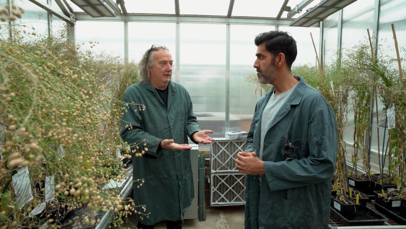 rishi heads to the uk to check out if gm foods are indeed the frankenfoods some fear