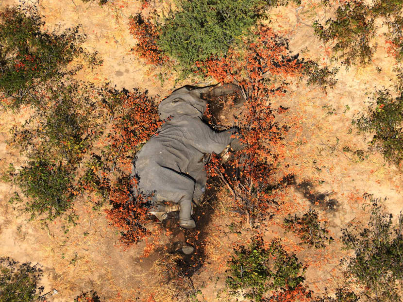 An elephant carcass in the Okavango Delta of Botswana, where 356 elephants have died in recent months. An elephant carcass in the Okavango Delta of Botswana, where 356 elephants have died in recent months.
