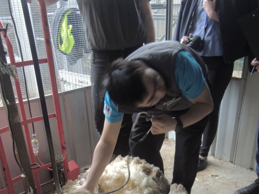 Gallery: Australian sheep is unofficially the world's woolliest