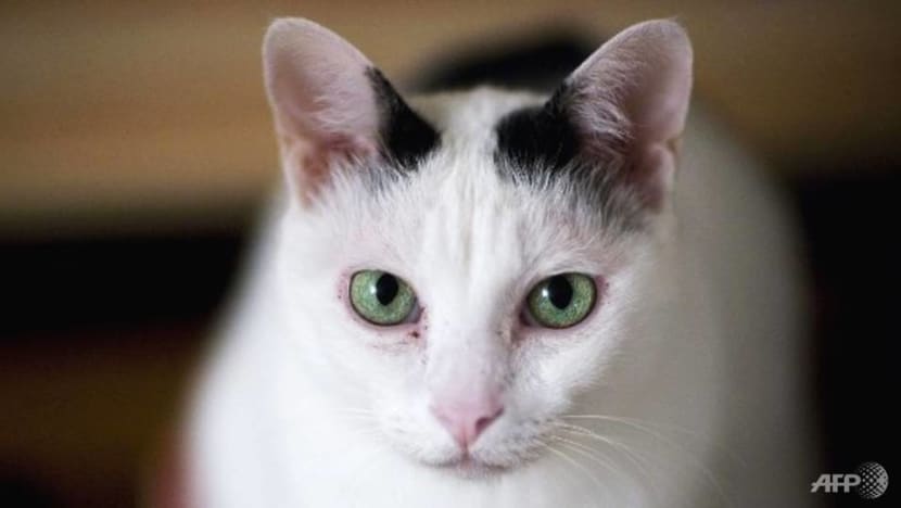 Woman fined for breeding cats for sale without licence Woman fined for breeding cats for sale without licence