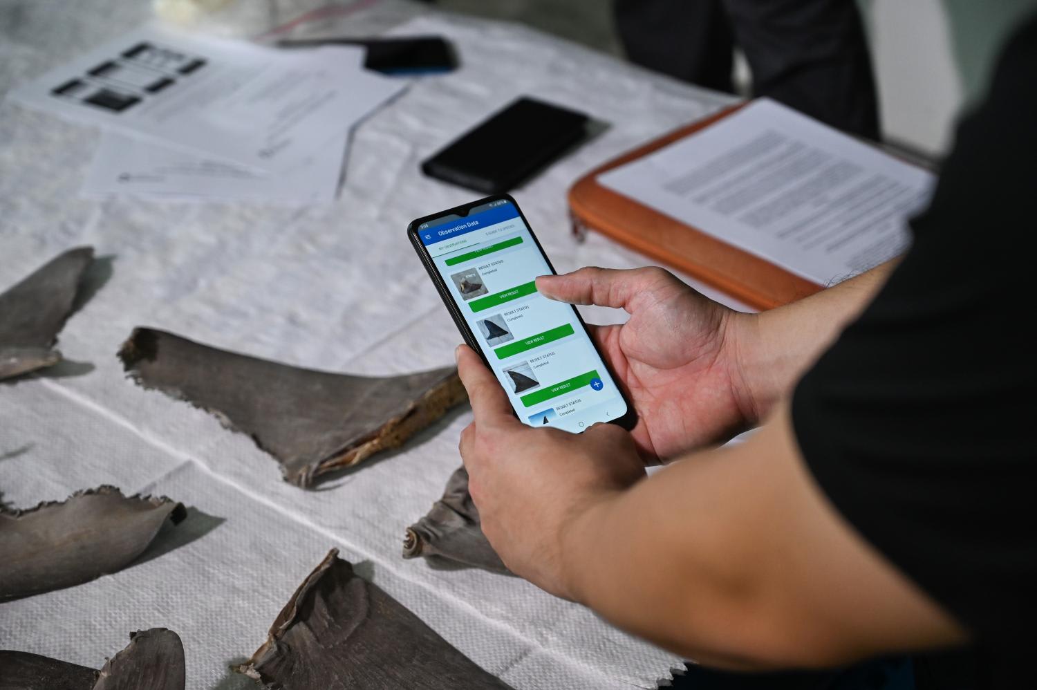 The Fin Finder app will allow officers from National Parks Board to identify suspicious shark and ray fins so that they can be sent for further DNA testing. The Fin Finder app will allow officers from National Parks Board to identify suspicious shark and ray fins so that they can be sent for further DNA testing.