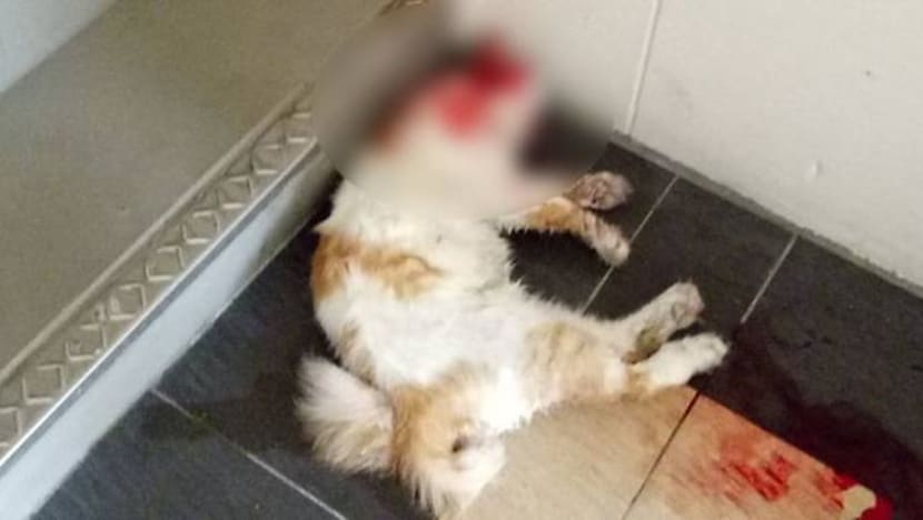 AVA siasat kematian kucing di Bukit Batok