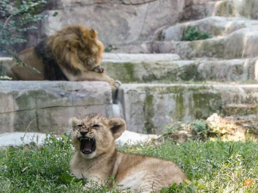 Rome zoo shows off two lion cubs born under lockdown Rome zoo shows off two lion cubs born under lockdown