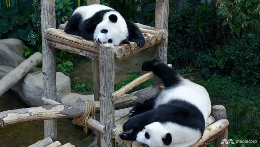 What Kuala Lumpur S Zoo Negara Is Doing To Attract More Visitors Cna