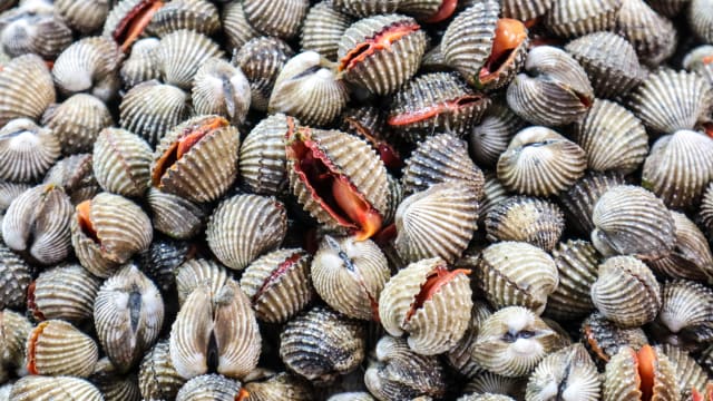 哥丁河流域血蛤含致命毒素 马国当局吁民众勿食