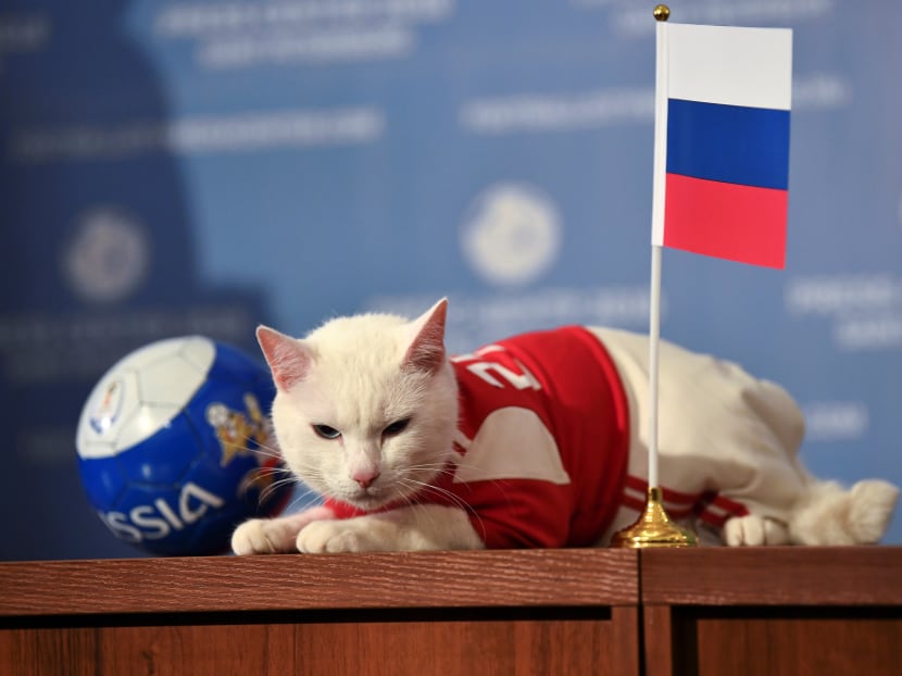 Photo of the day: Achilles the cat, one of the State Hermitage Museum mice hunters, attempts to predict the result of the opening match of the 2018 Fifa World Cup between Russia and Saudi Arabia during an event in Saint Petersburg, Russia on Wednesday, June 13, 2018.