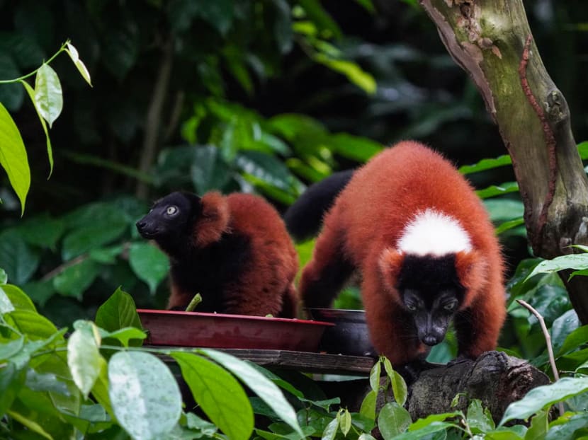 This undated handout photo from Wildlife Reserves Singapore released on July 16, 2020 one of the twin red-ruffed lemur (left) with its mother named Minnie at an enclosure at Singapore Zoo. This undated handout photo from Wildlife Reserves Singapore released on July 16, 2020 one of the twin red-ruffed lemur (left) with its mother named Minnie at an enclosure at Singapore Zoo.