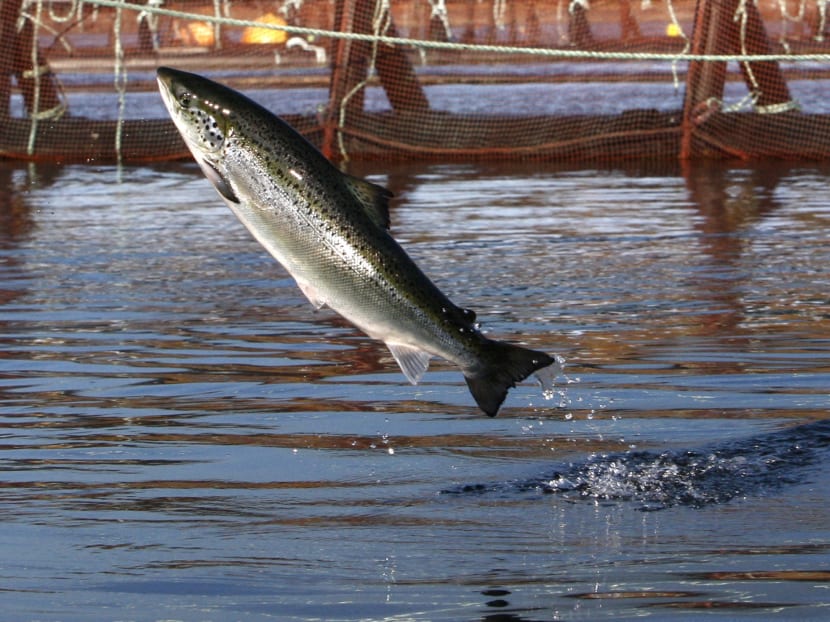 A surge of parasitic sea lice is disrupting salmon farms around the world, infesting salmon farms in the US, Canada, Scotland, Norway and Chile. AP file photo