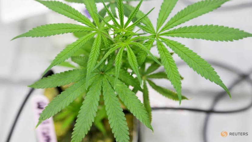 12 Chinese workers arrested for growing cannabis in Zambia 12 Chinese workers arrested for growing cannabis in Zambia