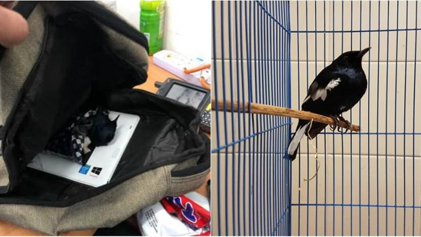 Man jailed for trying to smuggle magpie-robins into Singapore in a bag Man jailed for trying to smuggle magpie-robins into Singapore in a bag