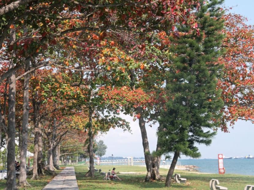 Move to plant 1 million trees over next decade laudable, but how about those that were cleared in the first place? Move to plant 1 million trees over next decade laudable, but how about those that were cleared in the first place?
