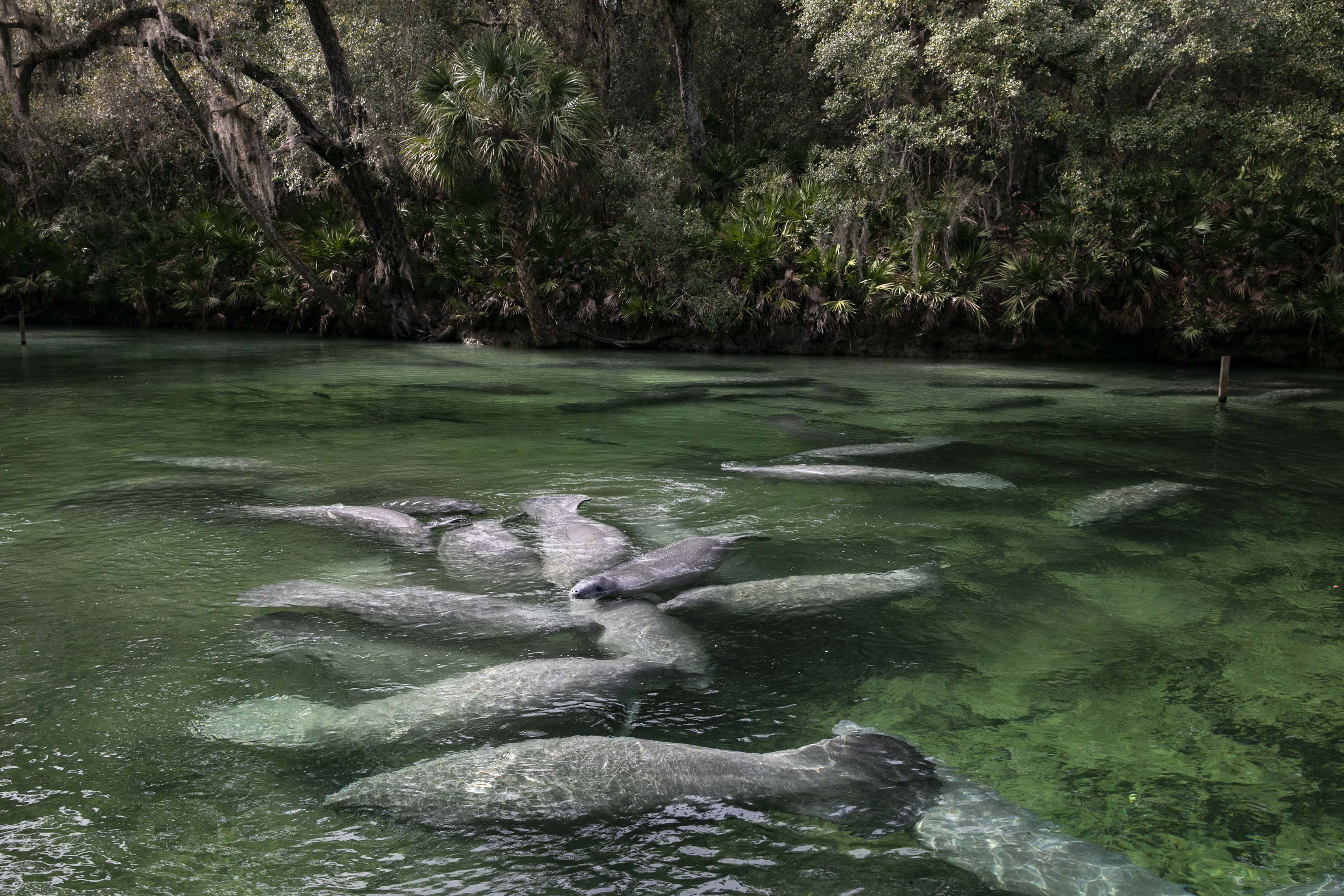 Manatees swim at Blue Spring State Park in Orange City, Florida, on Jan 23, 2022. Pollution has killed the sea grass that manatees feed on, and they are starving to death in large numbers. Extraordinary intervention may not be enough to protect them. 