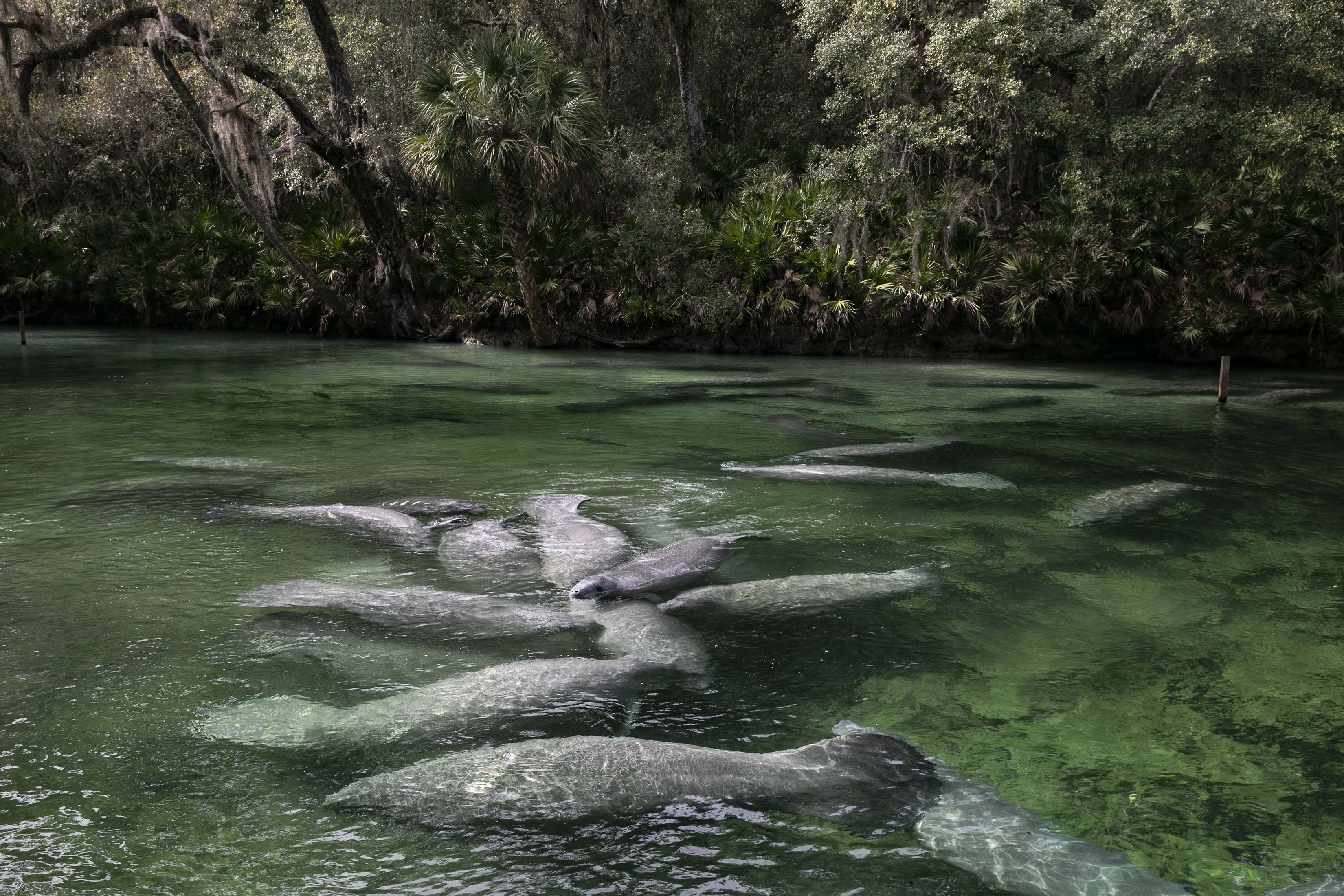 Manatees swim at Blue Spring State Park in Orange City, Florida, on Jan 23, 2022. Pollution has killed the sea grass that manatees feed on, and they are starving to death in large numbers. Extraordinary intervention may not be enough to protect them. Manatees swim at Blue Spring State Park in Orange City, Florida, on Jan 23, 2022. Pollution has killed the sea grass that manatees feed on, and they are starving to death in large numbers. Extraordinary intervention may not be enough to protect them.