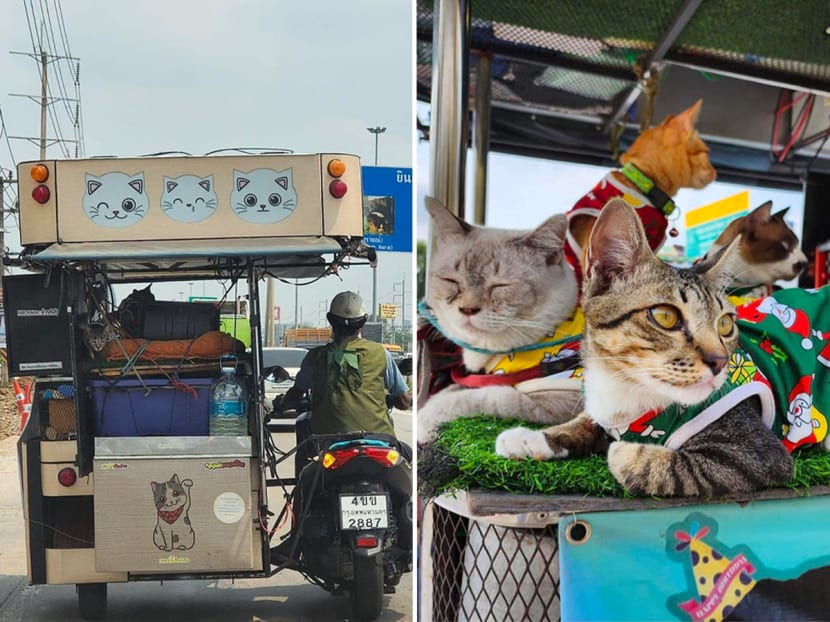 Mr Choowong Thepkoh, 65, with some of his 11 cats riding his motorcycle sidecar from Bangkok to his hometown of Korat in Thailand. He said he wanted his cats to see his birthplace, which he had not visited for 26 years.