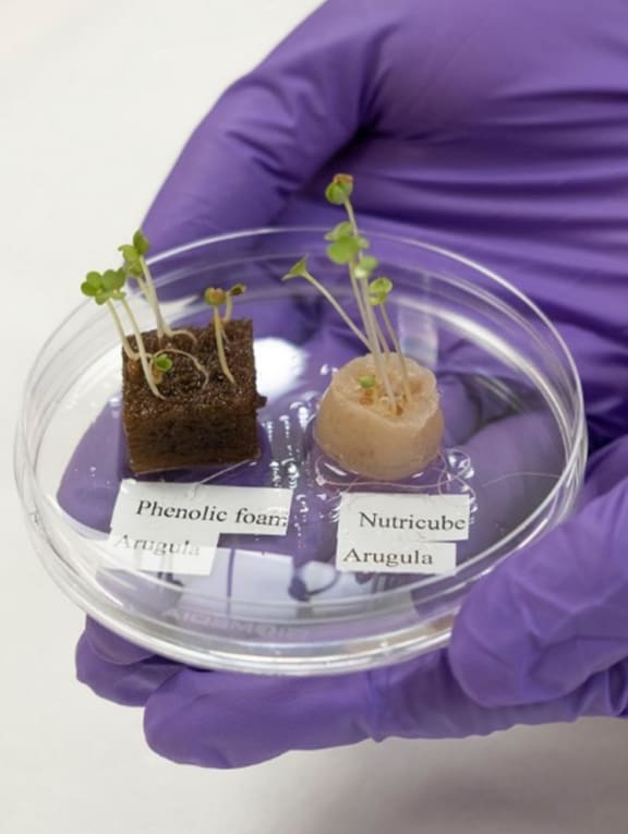 Keratin-based substrates being used to help plants grow. A gram of human hair can produce about three blocks of substrates of about 1.5cm by 1.5cm by 3cm, or the size of a small ice cube.