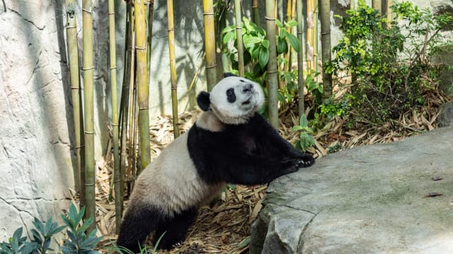 大熊猫叻叻安全抵达中国成都