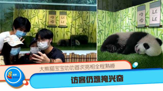 大熊猫宝宝叻叻首次亮相全程熟睡 访客仍难掩兴奋