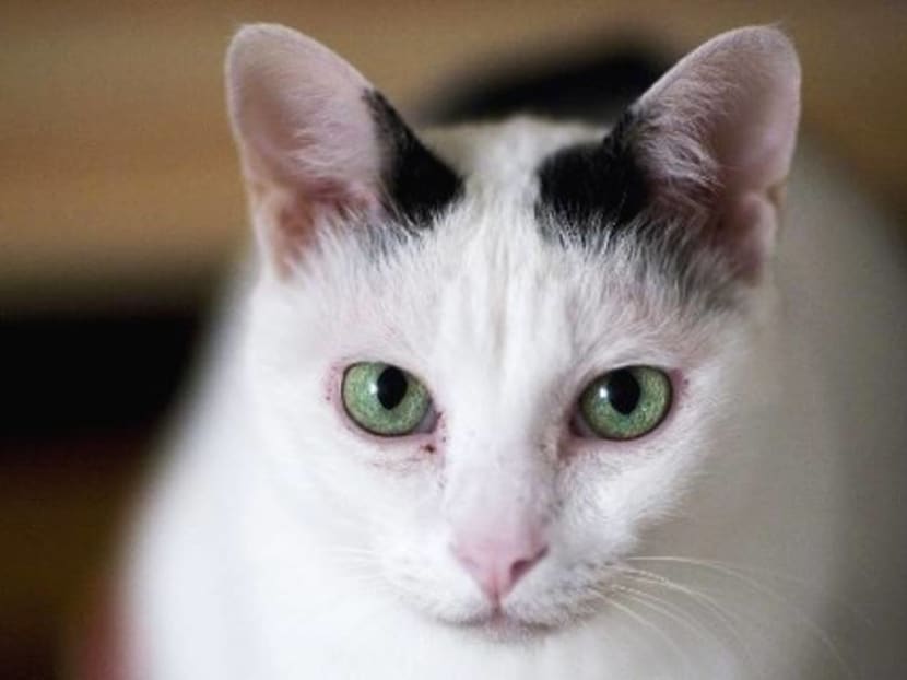 For its health and yours, keep the cat indoors: Study For its health and yours, keep the cat indoors: Study