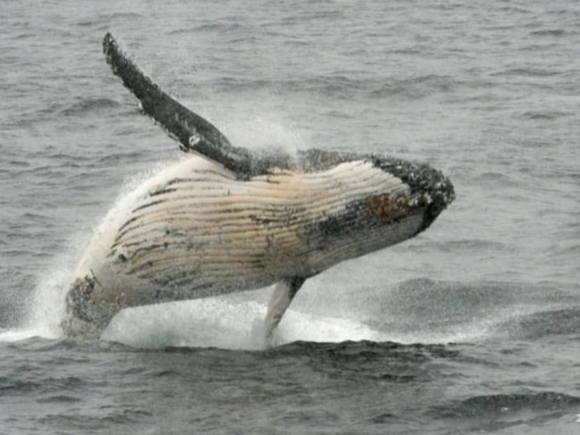 Humpback whales stop singing when ships are near: Study Humpback whales stop singing when ships are near: Study