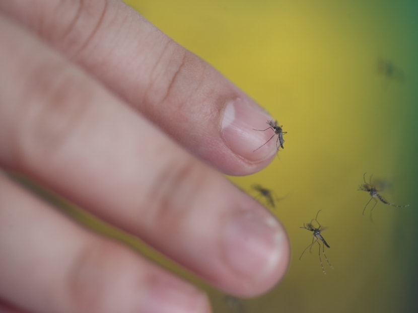 Male Aedes mosquitoes resting on a finger. Only the female species of the Aedes mosquito bites as it requires the protein in blood to develop its eggs. Photo: Don Wong/TODAY