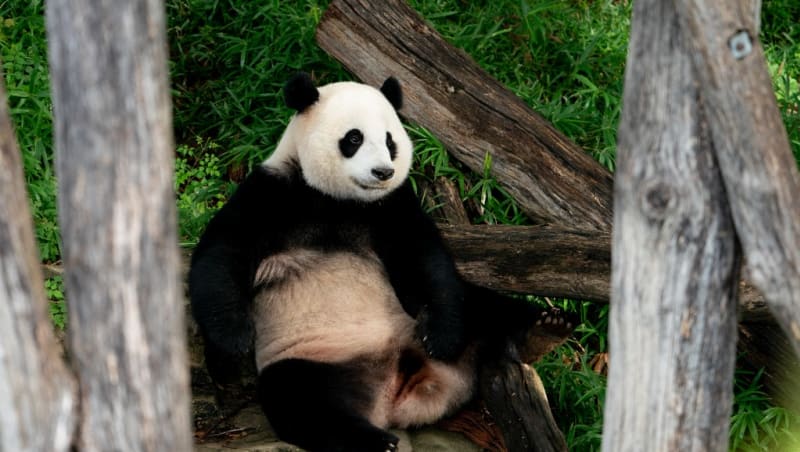 晨光|纸上风云：美大熊猫相继返中 熊猫外交能持续？