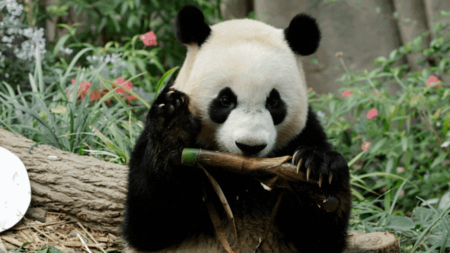 大熊猫叻叻即将返中 回顾叻叻在我国的美好时光
