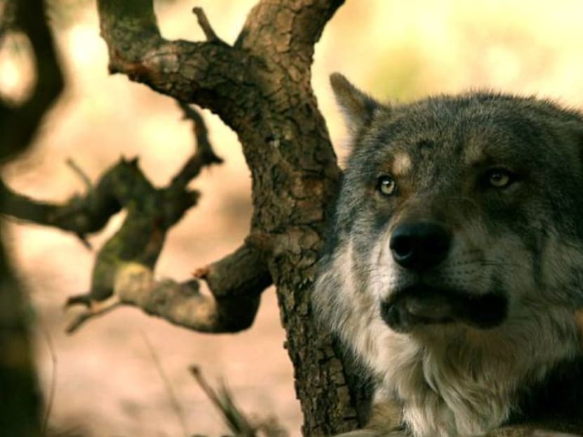 Spain protects Iberian wolves, but farmers howl Spain protects Iberian wolves, but farmers howl