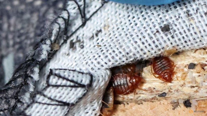 France hits back at bedbug 'invasion' hysteria, calls in sniffer dogs to inspect trains
