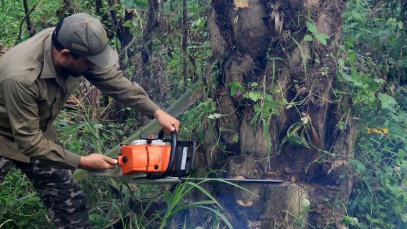 Slow replanting of palm a blow to Indonesia's efforts on environment Slow replanting of palm a blow to Indonesia's efforts on environment