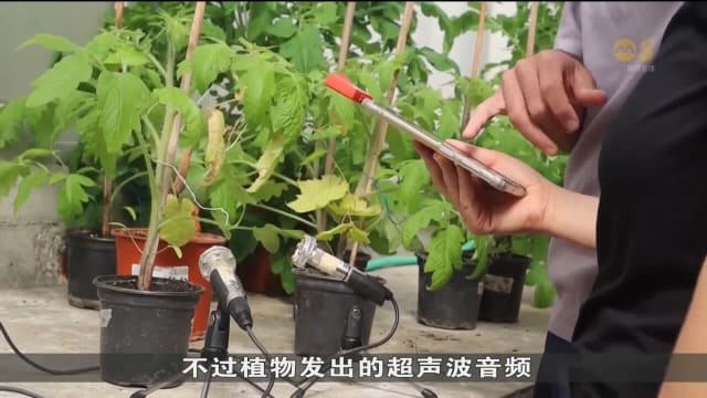 以色列最新研究发现 植物承受压力时会发出高频声音
