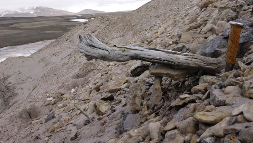 Oldest DNA on record - 2 million years - reveals Greenland's lost world