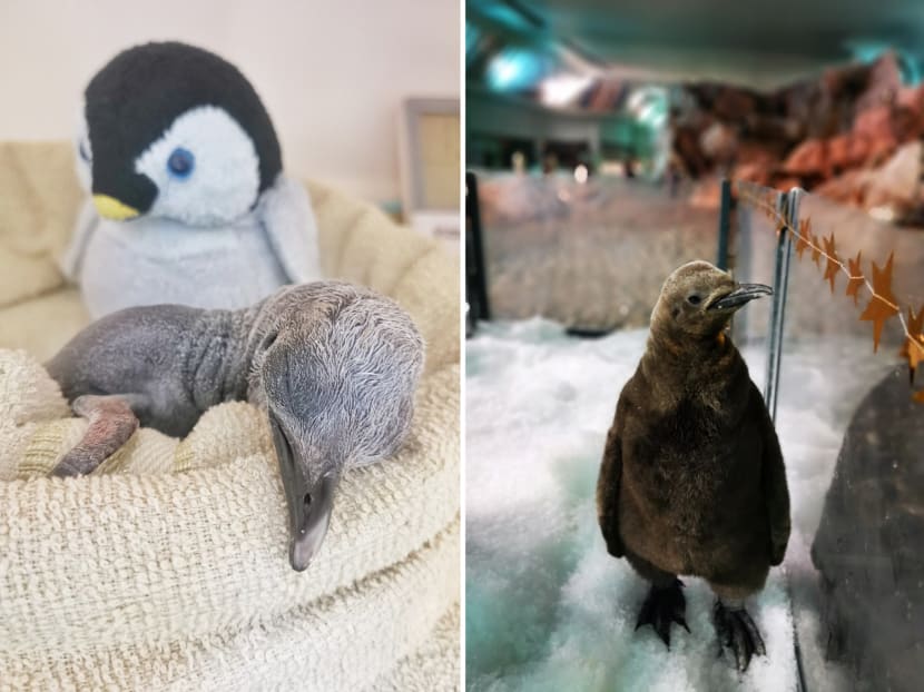Percy the penguin, two other chicks are the new babes at Jurong Bird Park Percy the penguin, two other chicks are the new babes at Jurong Bird Park