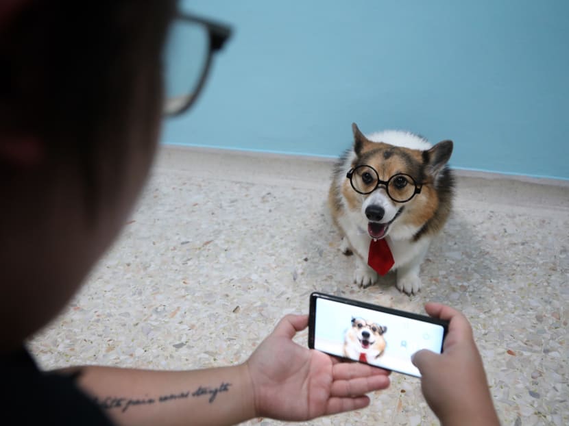 Oscar’s owner Jaycee Cai, 30, spends an hour a week documenting his daily activities, dressing him up and staging photoshoots in the living room of her three-room flat in West Coast Road.