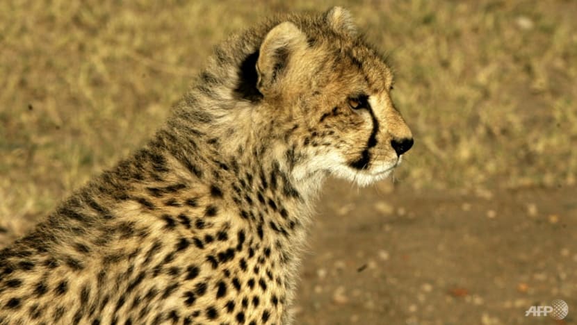 African cheetahs to be spotted soon in India thanks to Namibia deal African cheetahs to be spotted soon in India thanks to Namibia deal