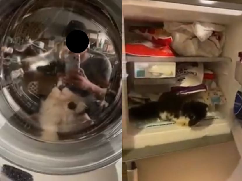 In videos that have been shared on the Cat Lovers Singapore Facebook group and reproduced on other individual accounts, a man can be seen placing the kitten in a washing machine as well as a freezer.