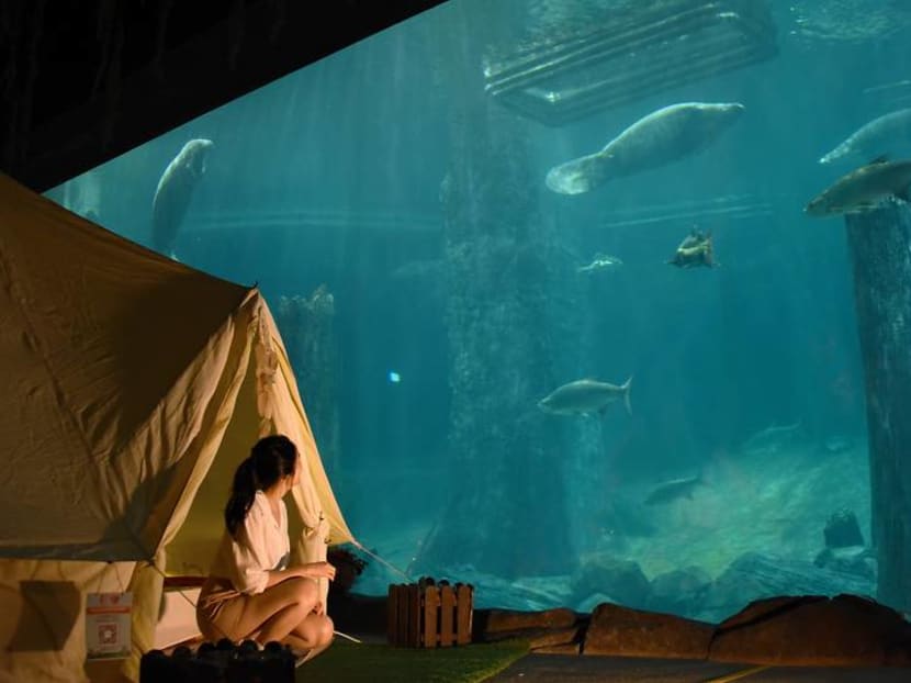 Glamping with manatees: What it's like to sleep over with the aquatic giants