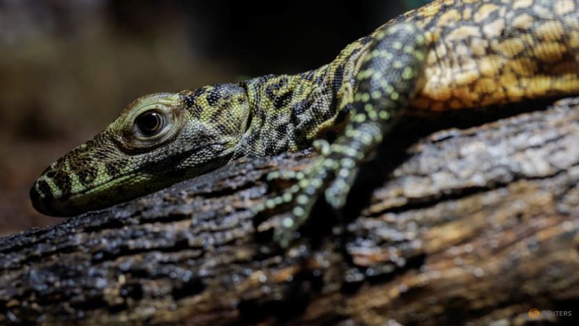 Endangered Komodo dragons hatch at Spanish zoo Endangered Komodo dragons hatch at Spanish zoo