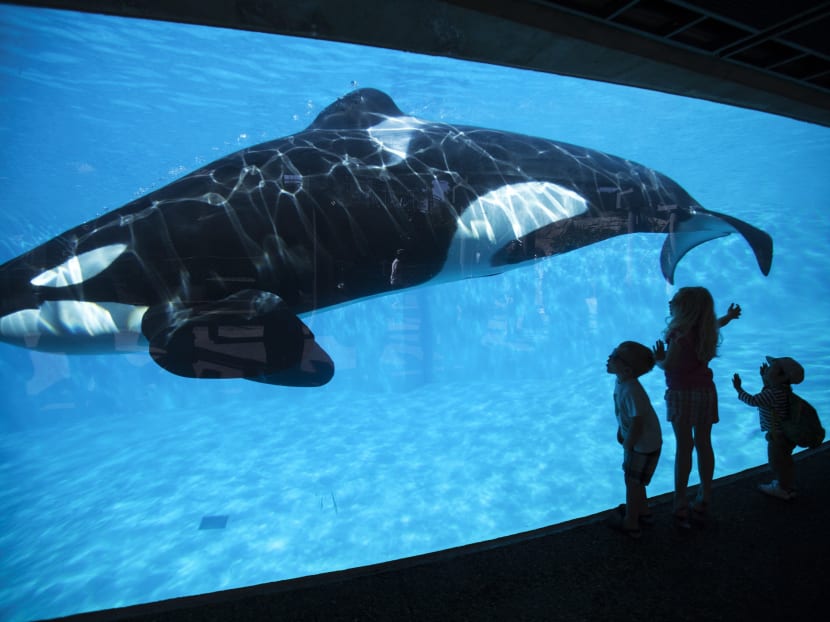California bill would discontinue SeaWorld killer whale shows