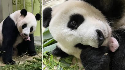 How’s Jia Jia & Her Panda Cub Doing? Updates On Gender Reveal, Naming The Cub & How You Can See The Cub & Its “Super Mum”