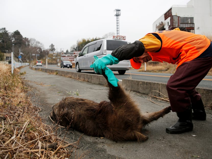 Gallery: Six years after Fukushima disaster, a new danger looms: Radioactive boars