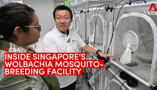 Inside Singapore's Wolbachia mosquito-breeding facility, set up to fight dengue | Video