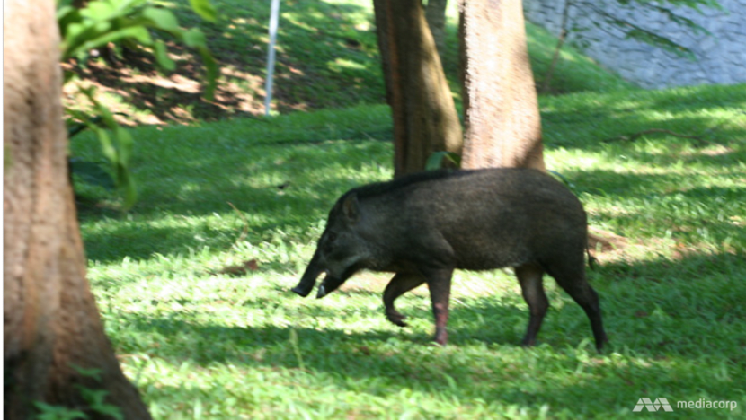 17 more cases of African swine fever found in wild boars in Singapore