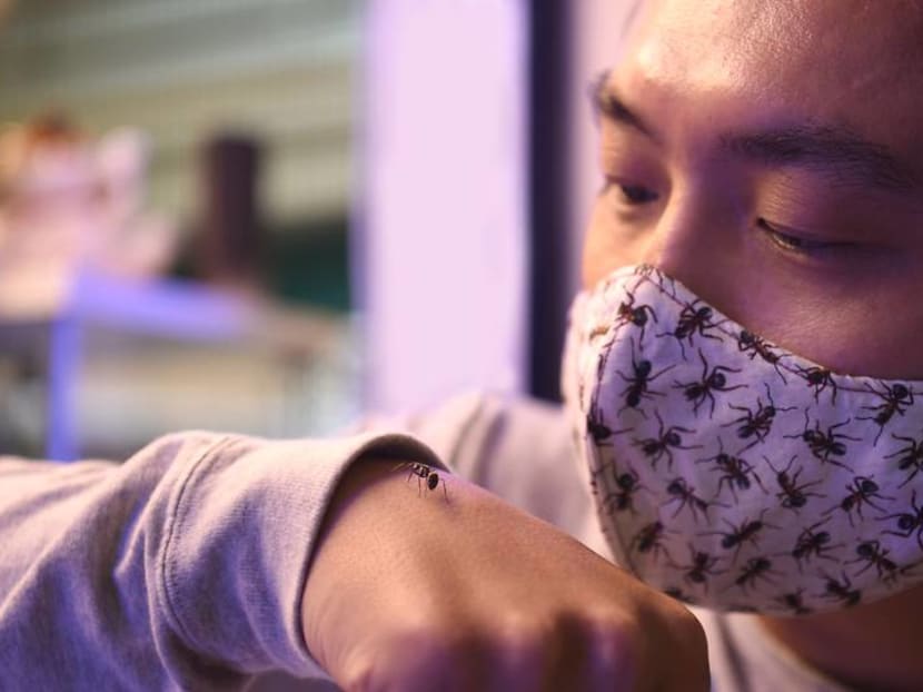 'It started from a hobby': Meet the ant collector who left his job to open an ant shop