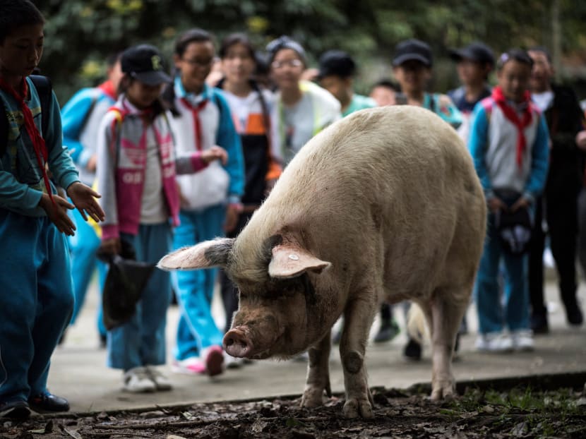 This file photo taken on April 25, 2018 shows a pig known as "Zhu Jianqiang", who became a national icon after it survived the devastating earthquake 10 years ago, walking next to schoolchildren at a museum in Anren, Sichuan province.