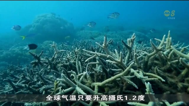 科学家警告：全球珊瑚礁正经历30年来第四次白化事件