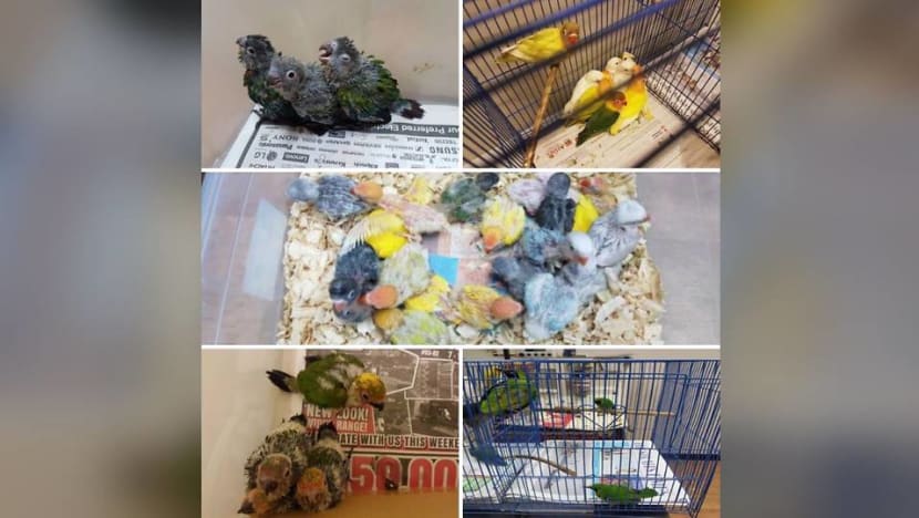 Attempt to smuggle 40 live birds foiled at Woodlands Checkpoint Attempt to smuggle 40 live birds foiled at Woodlands Checkpoint
