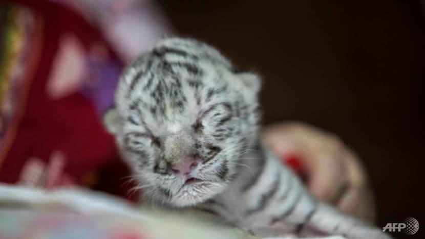 White tiger cubs in Pakistan likely died of COVID-19, zoo officials say White tiger cubs in Pakistan likely died of COVID-19, zoo officials say
