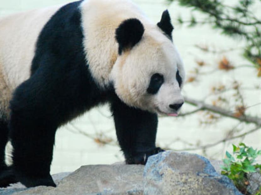 Edinburgh Zoo says giant panda Tian Tian is now past her due date and the evidence suggests that this may be bad news. Photo: Edinburgh Zoo website