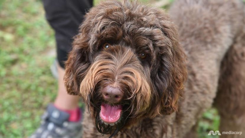 Pet-related services to gradually resume from Jun 2; safe management measures must be in place: NParks Pet-related services to gradually resume from Jun 2; safe management measures must be in place: NParks